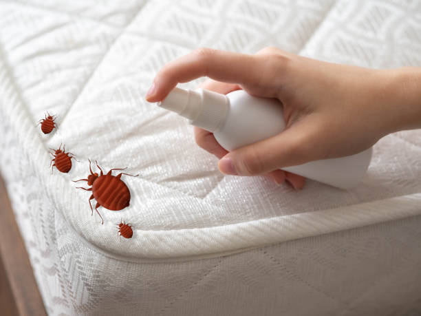 Best Wasp Removal Services  in East Uniontown, PA